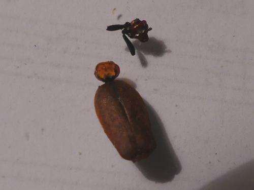 Réf. 300 313 : Pyrochroa serraticornis